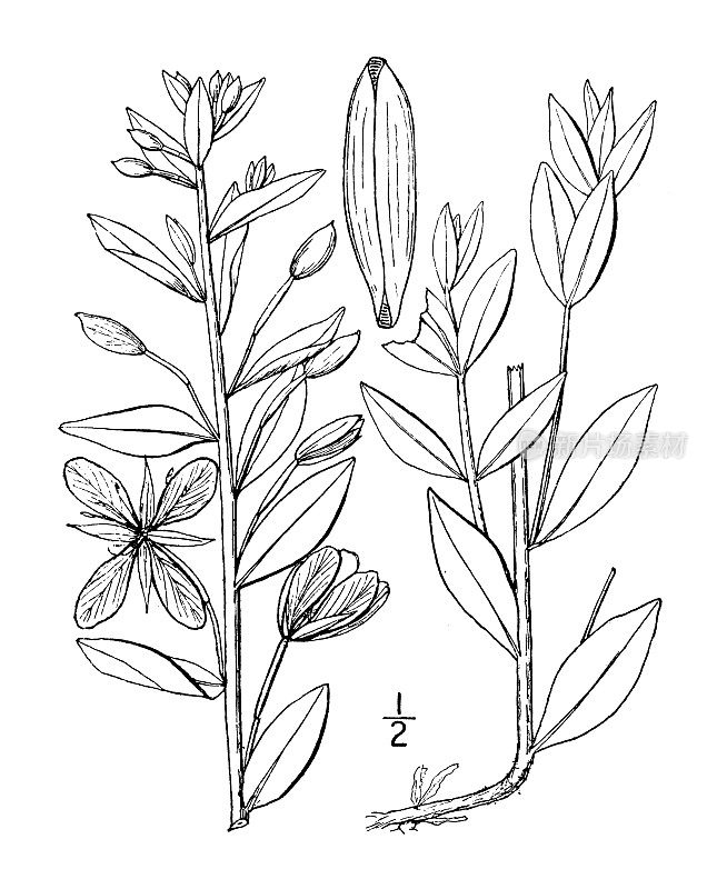 古植物学植物插图:大叶Chamaenerion Latifolium，宽叶柳树草本